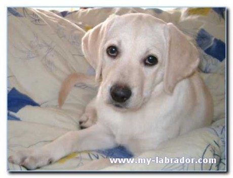 Labrador.jpg